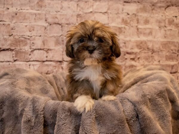 Lhasa Apso- Available 12/1-DOG-Female-Grizzle-729-PetCenter Old Bridge, New Jersey