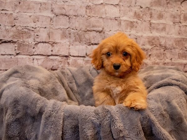 Cavapoo- Available 12/1-DOG-Male-Apricot-733-PetCenter Old Bridge, New Jersey