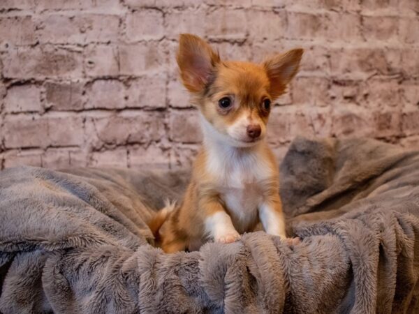 Chihuahua- Available 12/8-DOG-Female-Chocolate Merle-737-PetCenter Old Bridge, New Jersey