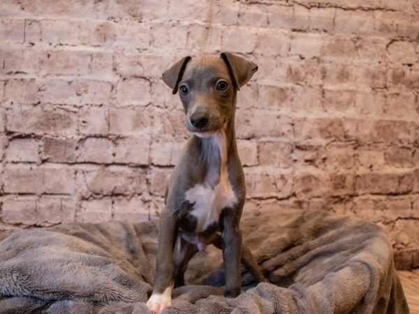 Italian Greyhound- Available 12/8-DOG-Male-Blue-738-PetCenter Old Bridge, New Jersey