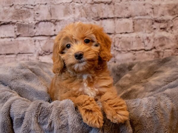 Mini Goldendoodle- Available 12/8-DOG-Female-Red-736-PetCenter Old Bridge, New Jersey