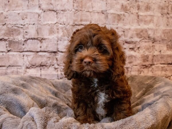 Cockapoo- Available 12/8-DOG-Male-Chocolate-742-PetCenter Old Bridge, New Jersey
