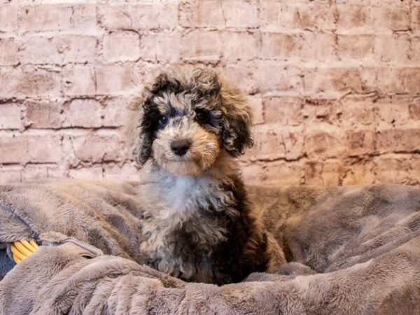 Poodle- Available 12/8-DOG-Male-Chocolate Merle-744-PetCenter Old Bridge, New Jersey