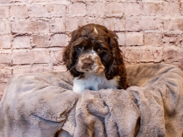 Cocker Spaniel- Available 12/8-DOG-Male-Chocolate / White-741-PetCenter Old Bridge, New Jersey