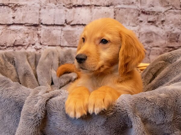 Golden Retriever- Available 12/8-DOG-Male-Dark Golden-745-PetCenter Old Bridge, New Jersey