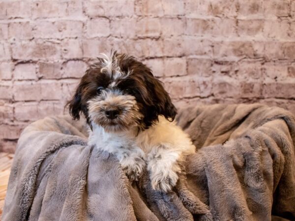 Coton De Tulear- Available 10/27-DOG-Male-Black / White-620-PetCenter Old Bridge, New Jersey