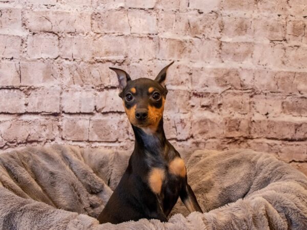 Miniature Pinscher- Available 11/3-DOG-Female-Black / Rust-644-PetCenter Old Bridge, New Jersey
