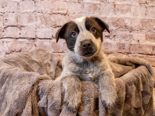 Australian Cattle Dog- Available 12/8-DOG-Male-Blue Mottled-754-PetCenter Old Bridge, New Jersey