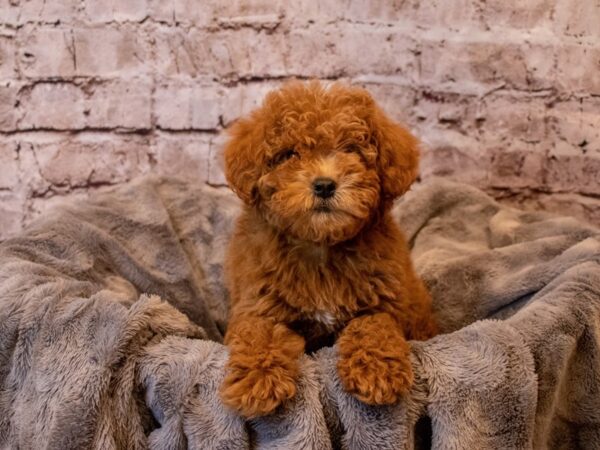 Mini Goldendoodle- Available 12/8-DOG-Female-Red-758-PetCenter Old Bridge, New Jersey