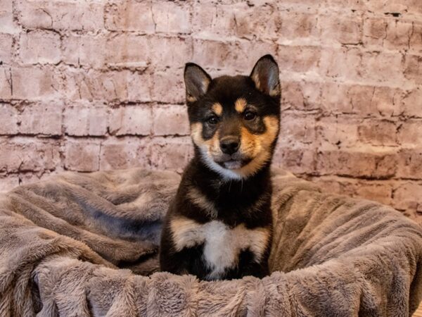 Shiba Inu- Available 12/8-DOG-Female-Black and Tan-755-PetCenter Old Bridge, New Jersey