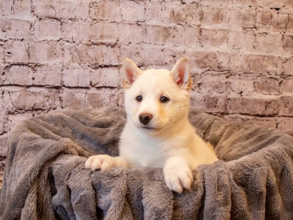 Shiba Inu- Available 12/8-DOG-Male-Cream-749-PetCenter Old Bridge, New Jersey