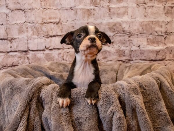 Boston Terrier- Available 12/8-DOG-Female-Black and White-747-PetCenter Old Bridge, New Jersey