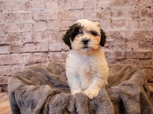 Teddy Bear- Available 12/8-DOG-Female-Black and White-751-PetCenter Old Bridge, New Jersey