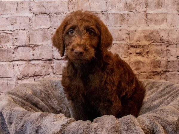 Labradoodle- Available 12/8-DOG-Male-Brown-752-PetCenter Old Bridge, New Jersey