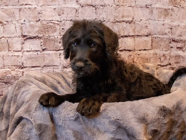 Labradoodle- Available 12/8-DOG-Female-Black-753-PetCenter Old Bridge, New Jersey