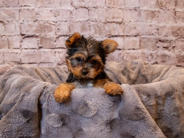 Yorkshire Terrier- Available 12/8-DOG-Female-Black and Tan-757-PetCenter Old Bridge, New Jersey