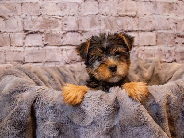 Yorkshire Terrier- Available 12/8-DOG-Female-Black and Tan-750-PetCenter Old Bridge, New Jersey