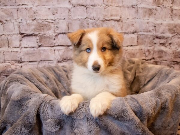 Shetland Sheepdog- Available 12/8-DOG-Male-Sable Merle and White-756-PetCenter Old Bridge, New Jersey