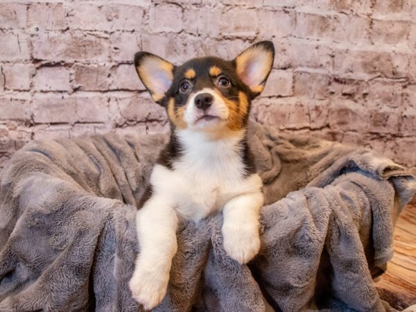 Pembroke Welsh Corgi- Available 12/8-DOG-Female-Black and Tan-746-PetCenter Old Bridge, New Jersey
