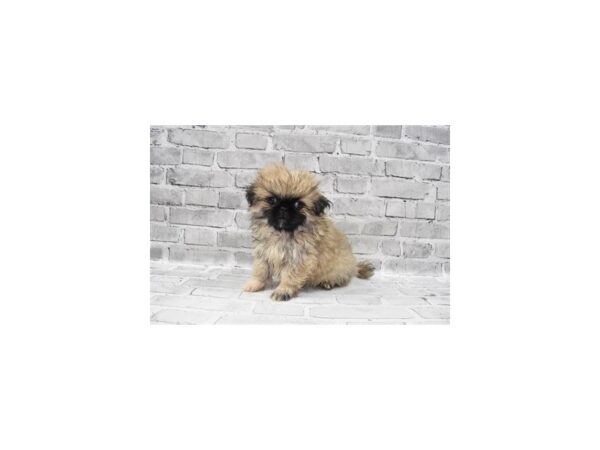 Pekingese-DOG-Female-Fawn-810-PetCenter Old Bridge, New Jersey