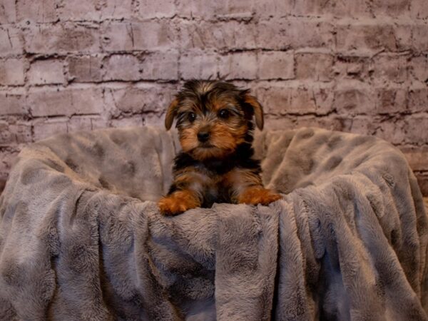 Yorkshire Terrier- Available 12/15-DOG-Female-Black / Tan-760-PetCenter Old Bridge, New Jersey
