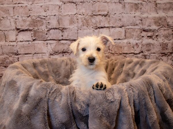 West Highland White Terrier- Available 12/15-DOG-Male-White-761-PetCenter Old Bridge, New Jersey