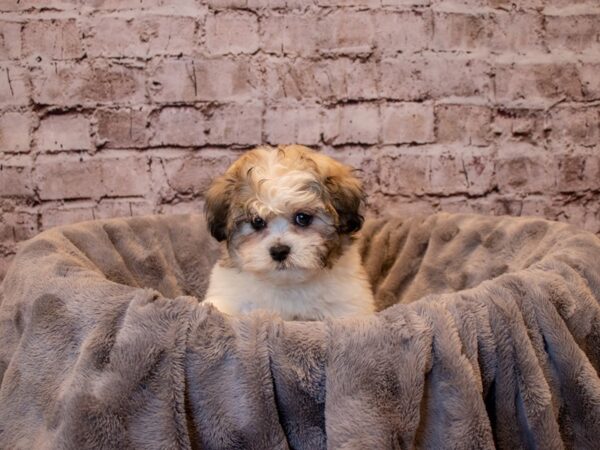 Teddy Bear- Available 12/15-DOG-Female-Sable-759-PetCenter Old Bridge, New Jersey