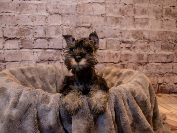 Miniature Schnauzer- Available 12/15-DOG-Female-Salt / Pepper-763-PetCenter Old Bridge, New Jersey