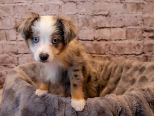 Miniature Australian Shepherd- Available 12/15-DOG-Male-Blue Merle-764-PetCenter Old Bridge, New Jersey