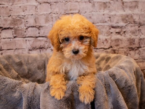 Poodle- Available 12/15-DOG-Male-Red / White-765-PetCenter Old Bridge, New Jersey
