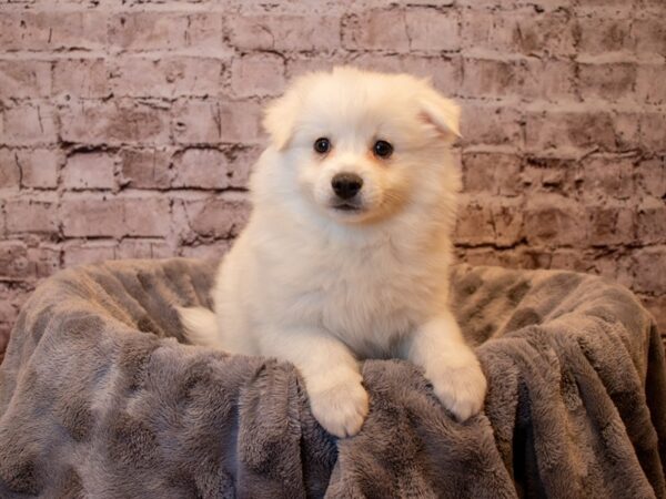 American Eskimo- Available 12/15-DOG-Male-White-762-PetCenter Old Bridge, New Jersey