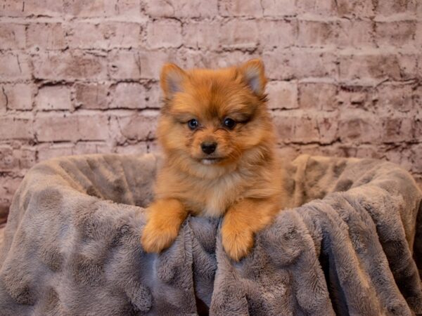 Pomeranian- Available 12/15-DOG-Male-Orange-772-PetCenter Old Bridge, New Jersey