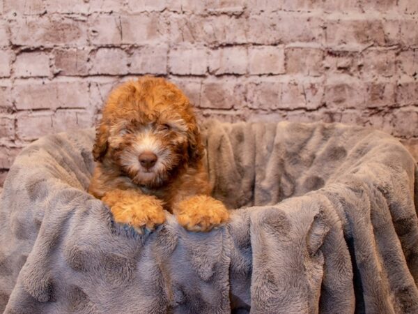 Mini Aussiedoodle- Available 12/15-DOG-Male-Chocolate Sable-766-PetCenter Old Bridge, New Jersey