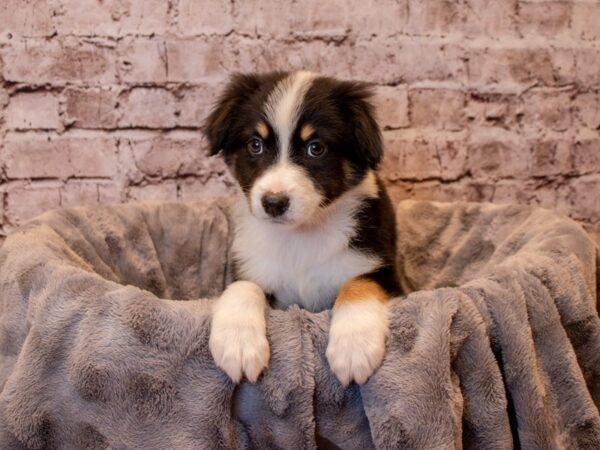 Australian Shepherd- Available 12/15-DOG-Male-Black and White-780-PetCenter Old Bridge, New Jersey