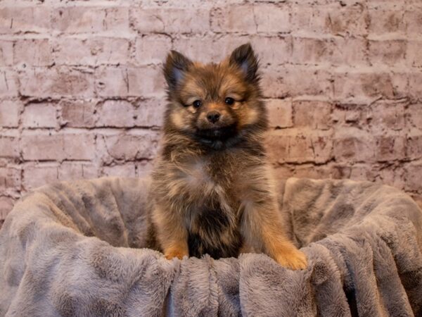 Pomeranian- Available 12/15-DOG-Female-Sable-773-PetCenter Old Bridge, New Jersey