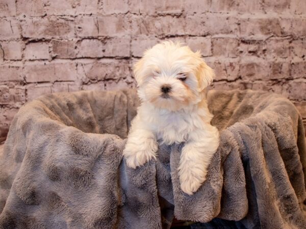 Maltese- Available 12/15-DOG-Male-White-771-PetCenter Old Bridge, New Jersey