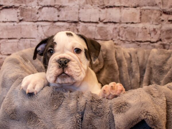 English Bulldog- Available 12/15-DOG-Female-Black and White-777-PetCenter Old Bridge, New Jersey
