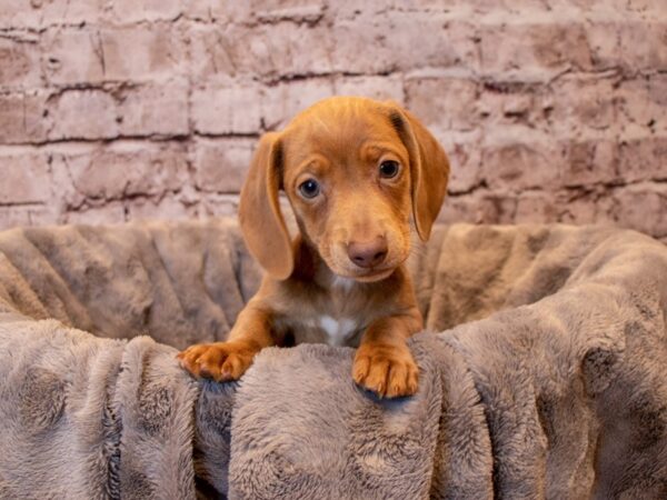 Dachshund- Available 12/15-DOG-Male-Blue and Cream-776-PetCenter Old Bridge, New Jersey