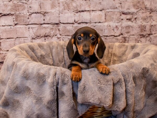 Dachshund- Available 12/15-DOG-Female-Black and Tan-768-PetCenter Old Bridge, New Jersey