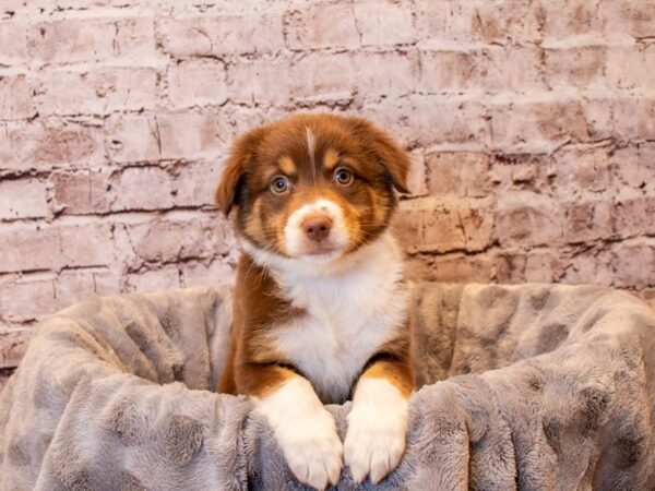 Australian Shepherd- Available 12/15-DOG-Female-Red-779-PetCenter Old Bridge, New Jersey