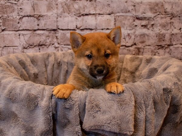 Shiba Inu- Available 12/15-DOG-Male-Red Sesame-774-PetCenter Old Bridge, New Jersey