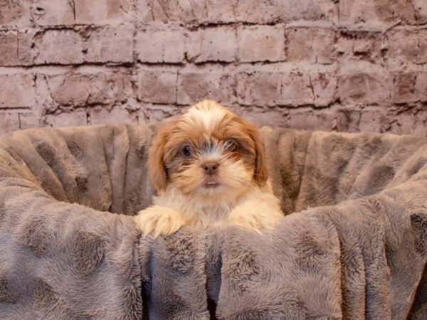 Shih Tzu- Available 12/15-DOG-Male-Blue and White-775-PetCenter Old Bridge, New Jersey