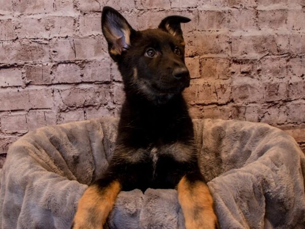 German Shepherd- Available 12/15-DOG-Female-Black and Tan-770-PetCenter Old Bridge, New Jersey