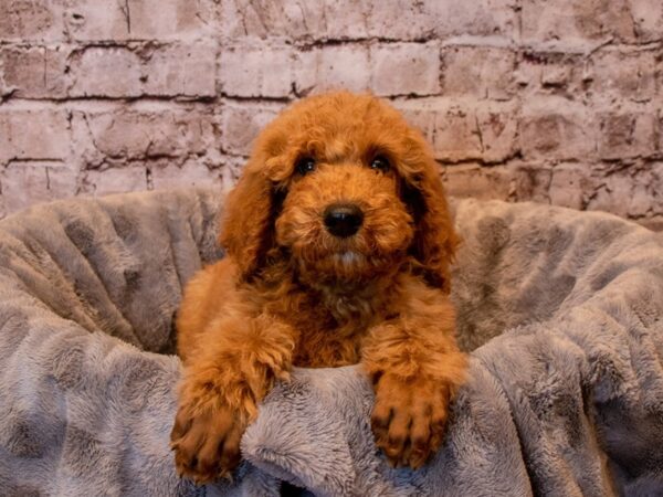 Standard Poodle- Available 12/15-DOG-Male-Red-769-PetCenter Old Bridge, New Jersey