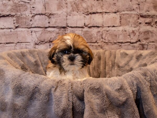 Shih Tzu- Available 12/15-DOG-Male-Gold and White-767-PetCenter Old Bridge, New Jersey