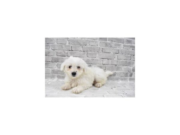 Coton De Tulear-DOG-Female-White-798-PetCenter Old Bridge, New Jersey