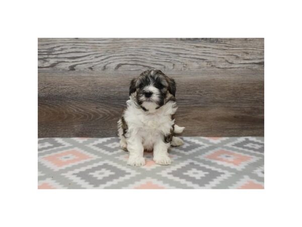 Coton De Tulear-DOG-Male-Brown / White-782-PetCenter Old Bridge, New Jersey