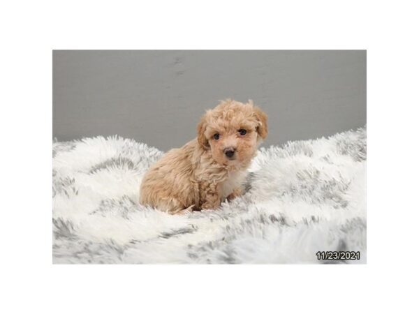 Bichonpoo-DOG-Female-Apricot-791-PetCenter Old Bridge, New Jersey