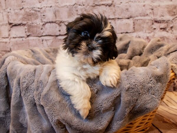 Shih Tzu-DOG-Male-Black and White-800-PetCenter Old Bridge, New Jersey