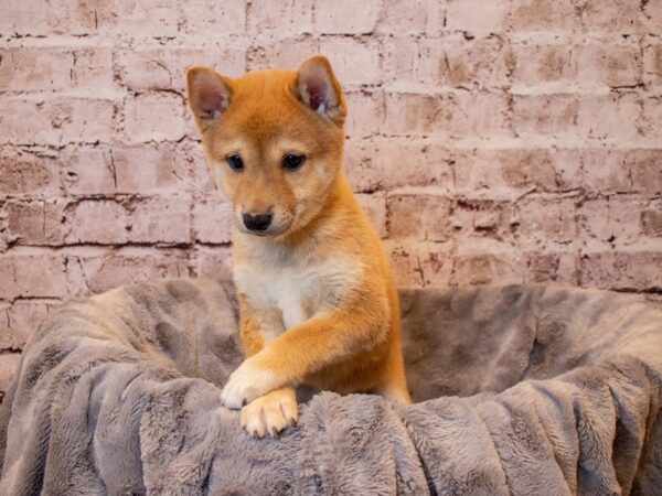 Shiba Inu-DOG-Male-Red-795-PetCenter Old Bridge, New Jersey